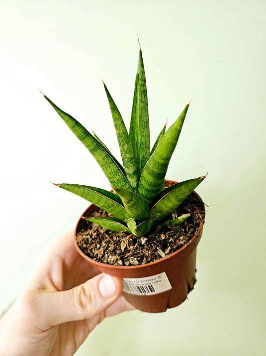 Sansevieria 'Jewel Crown' 4"