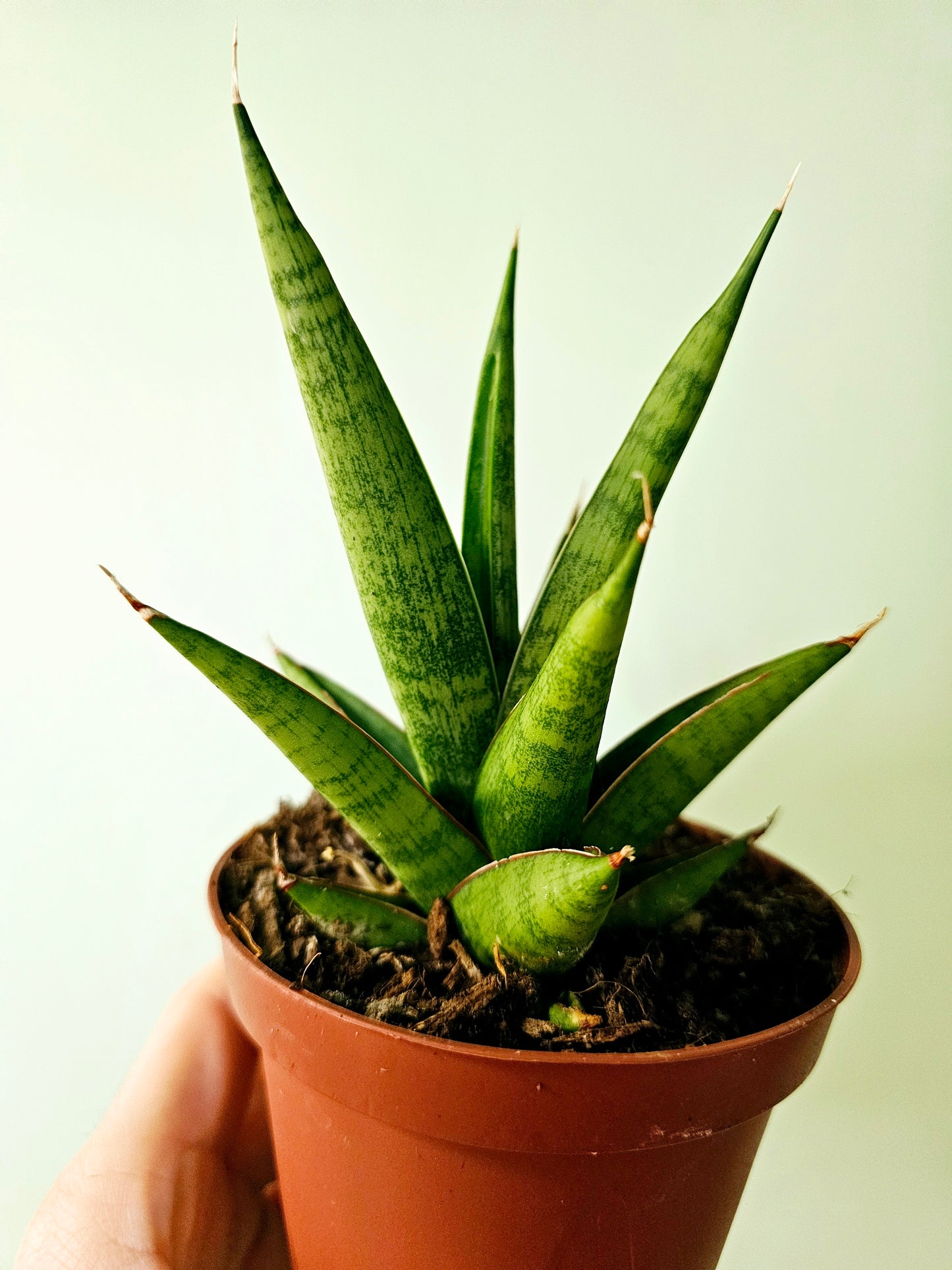 Sansevieria 'Jewel Crown' 4"