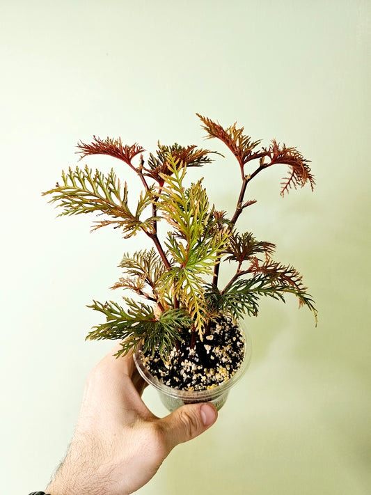 Begonia bipinnatifida "Fern Leaf Begonia" 4"