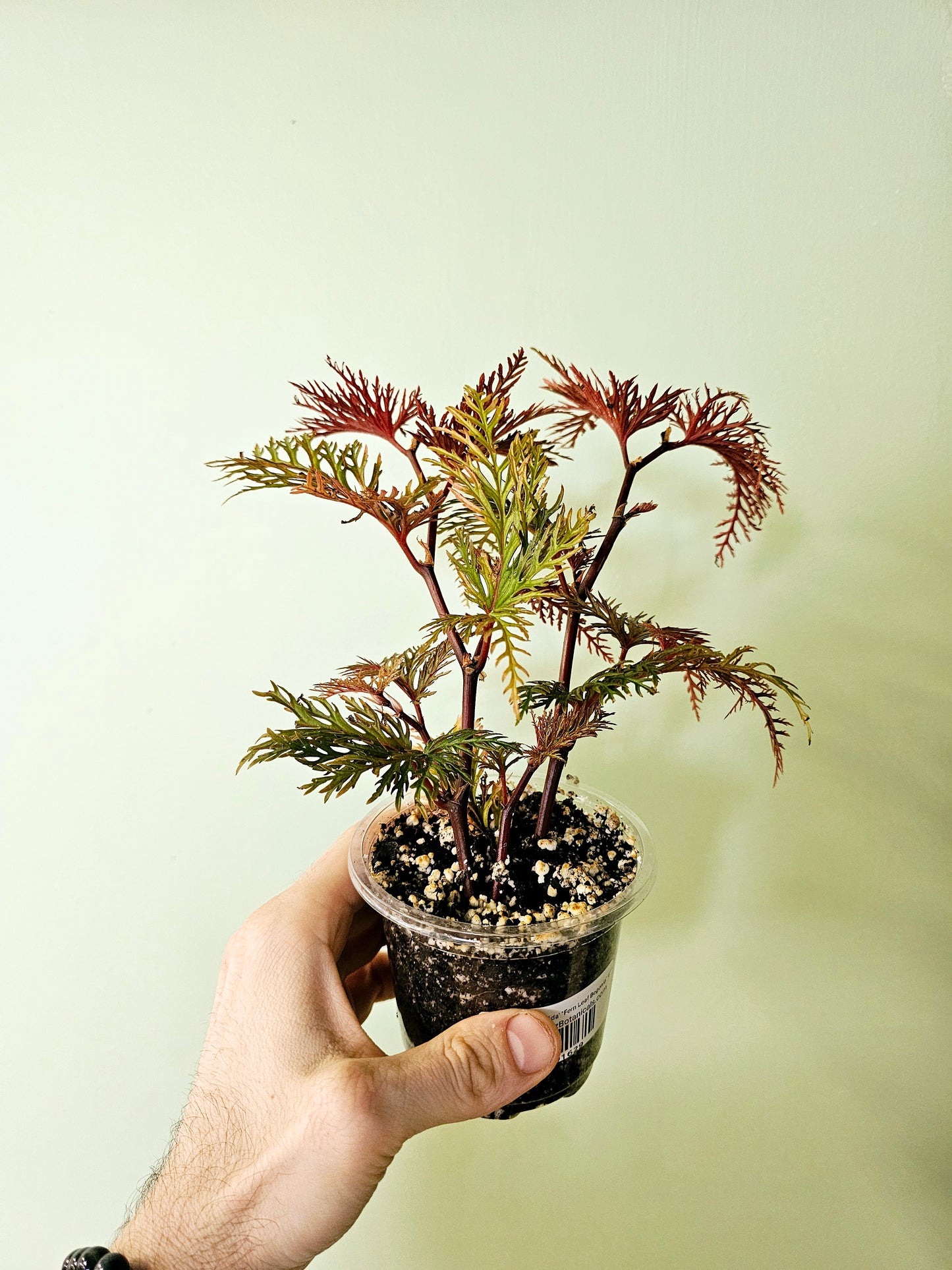 Begonia bipinnatifida "Fern Leaf Begonia" 4"