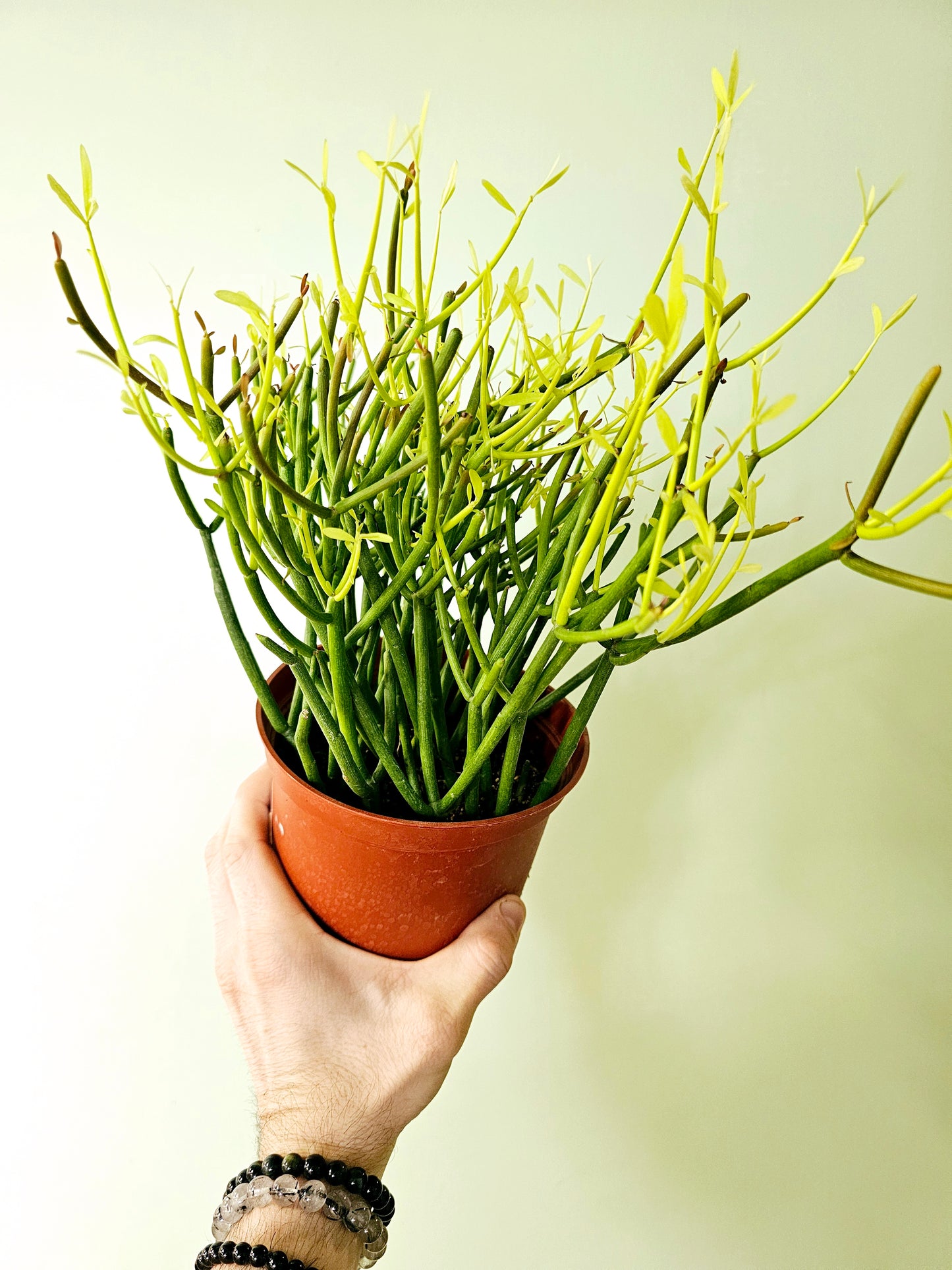 Euphorbia tirucalli "Fire Sticks/Pencil Cactus" 6"