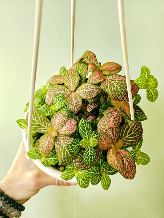 Fittonia albivenis Mixed Nerve Plant 6" HB ('Zalm Ruby Lime' and 'Jolly Lemon')
