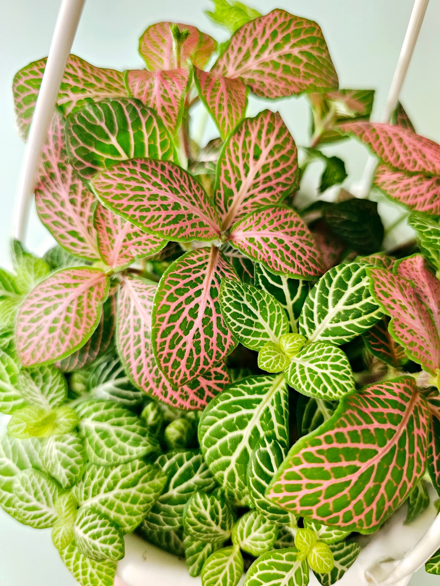 Fittonia albivenis Mixed Nerve Plant 6" HB ('Zalm Ruby Lime' and 'Jolly Lemon')
