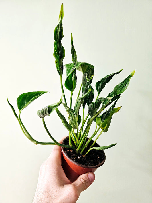 Epipremnum aureum 'Shangri La' Cooked Spinach Pothos 4"