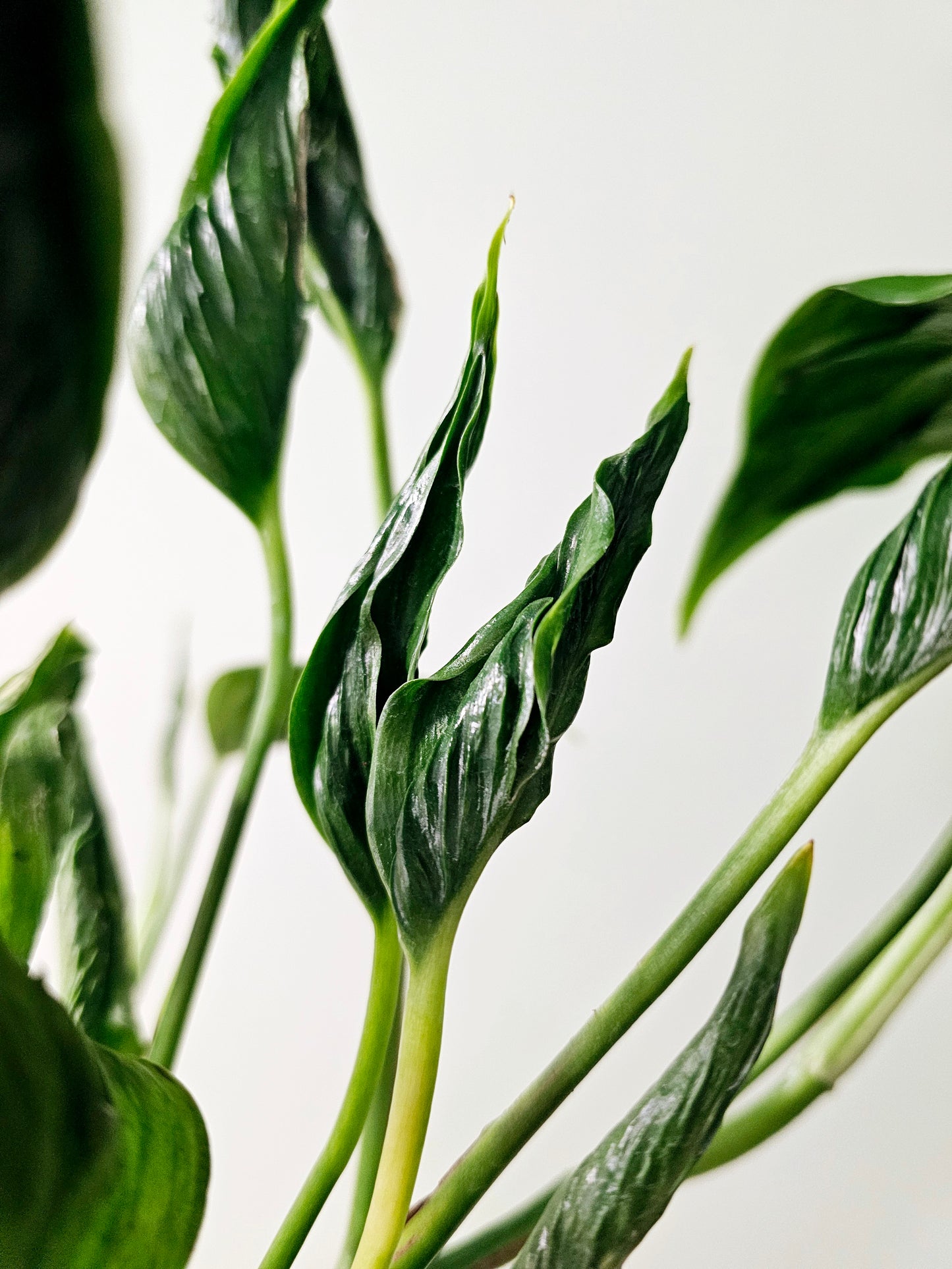 Epipremnum aureum 'Shangri La' Cooked Spinach Pothos 4"