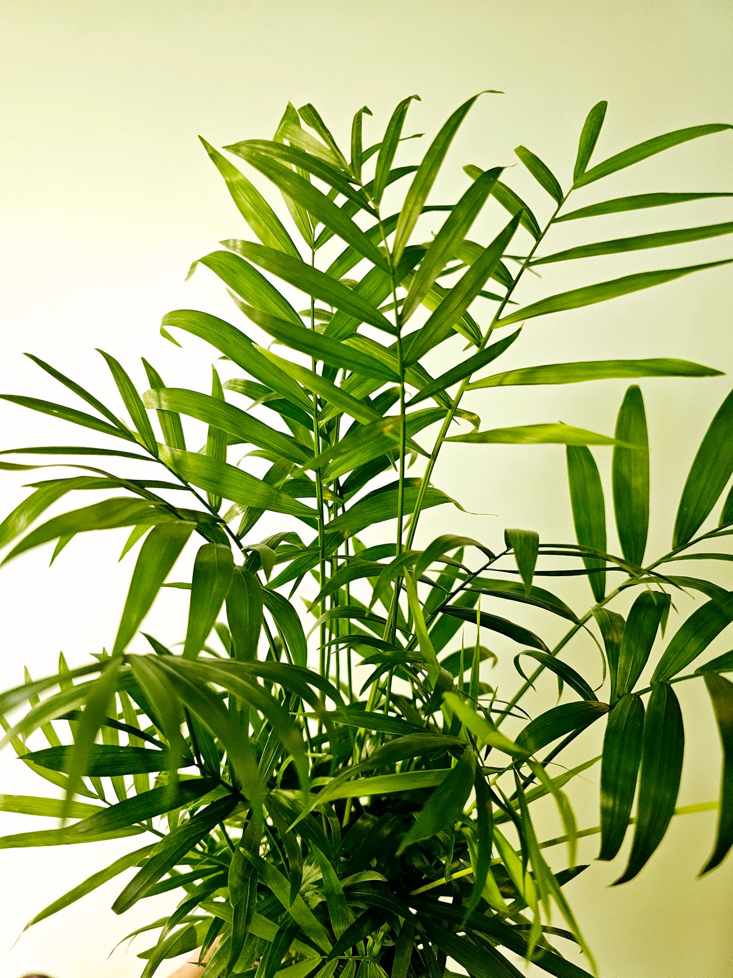 Chamaedorea elegans "Mini Bella Palm" 3.5"