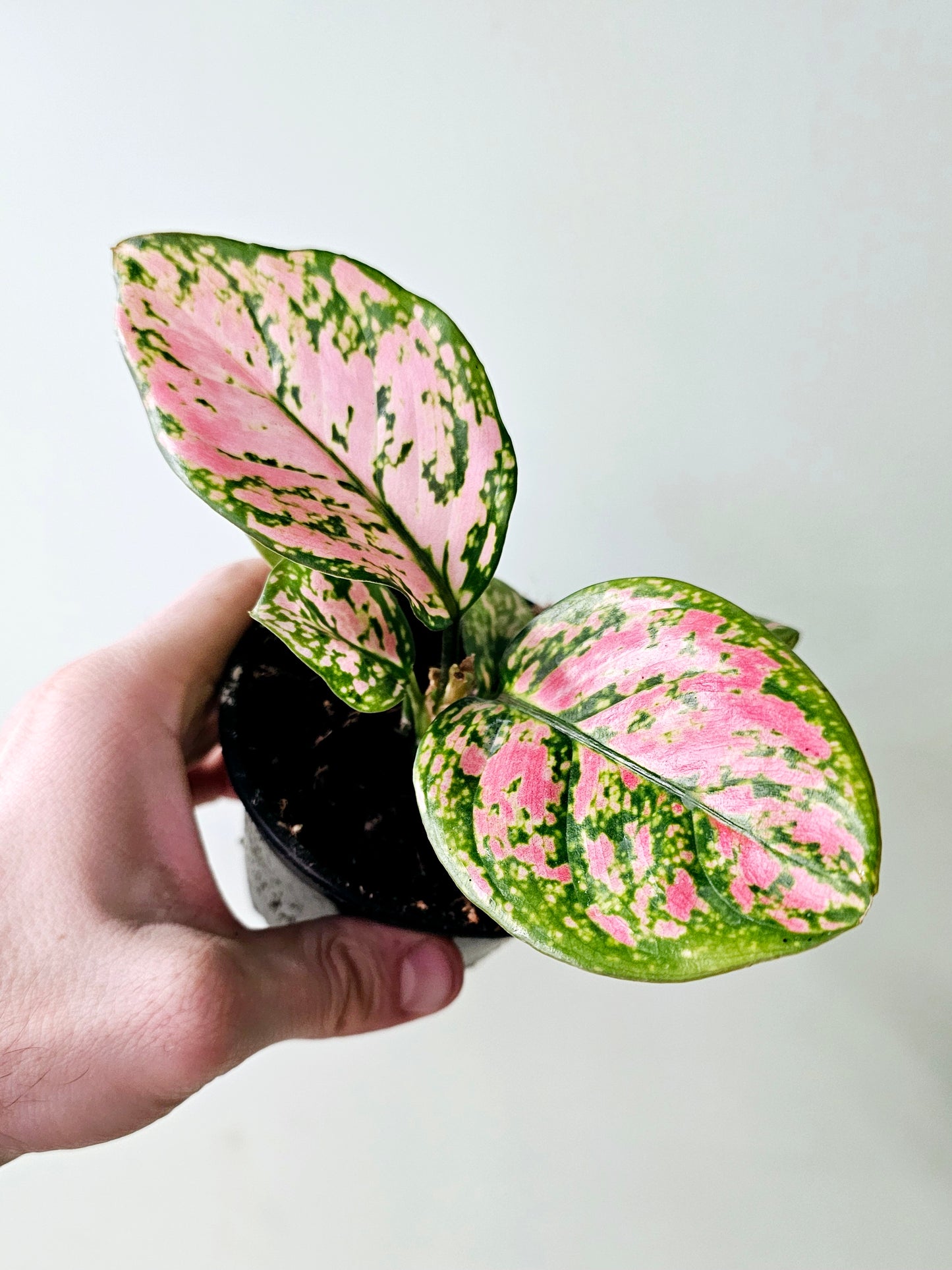 Aglaonema 'Ruby Ray' 4"