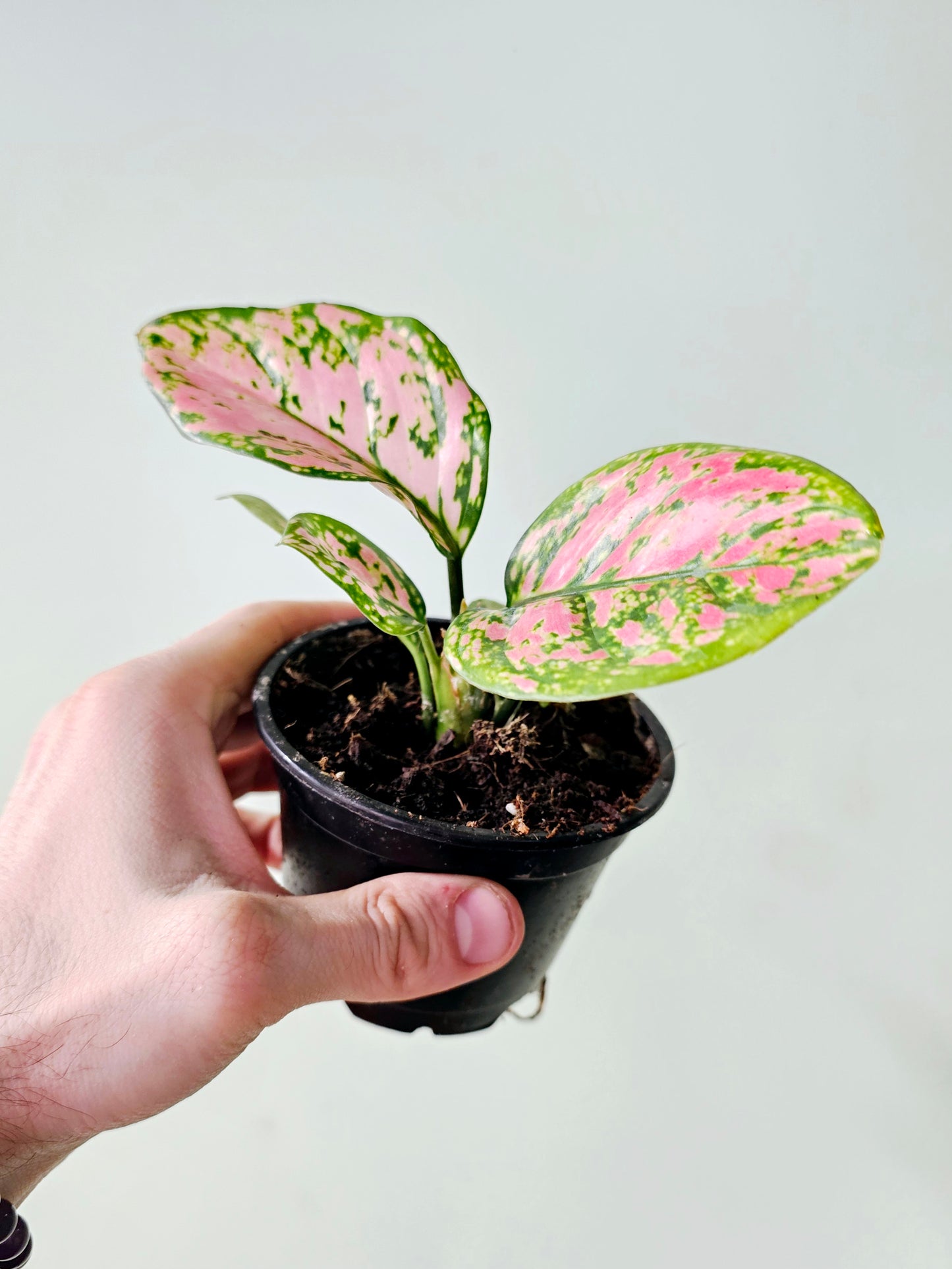 Aglaonema 'Ruby Ray' 4"