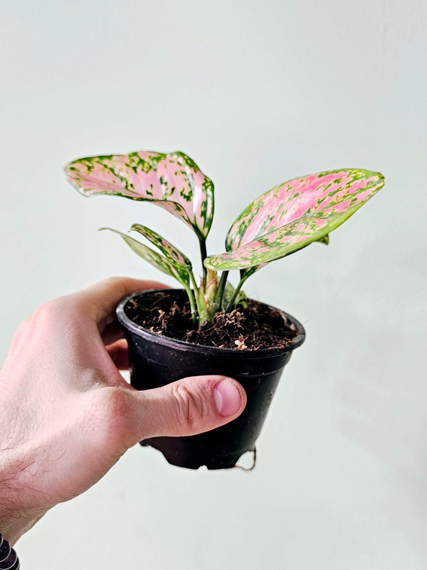 Aglaonema 'Ruby Ray' 4"