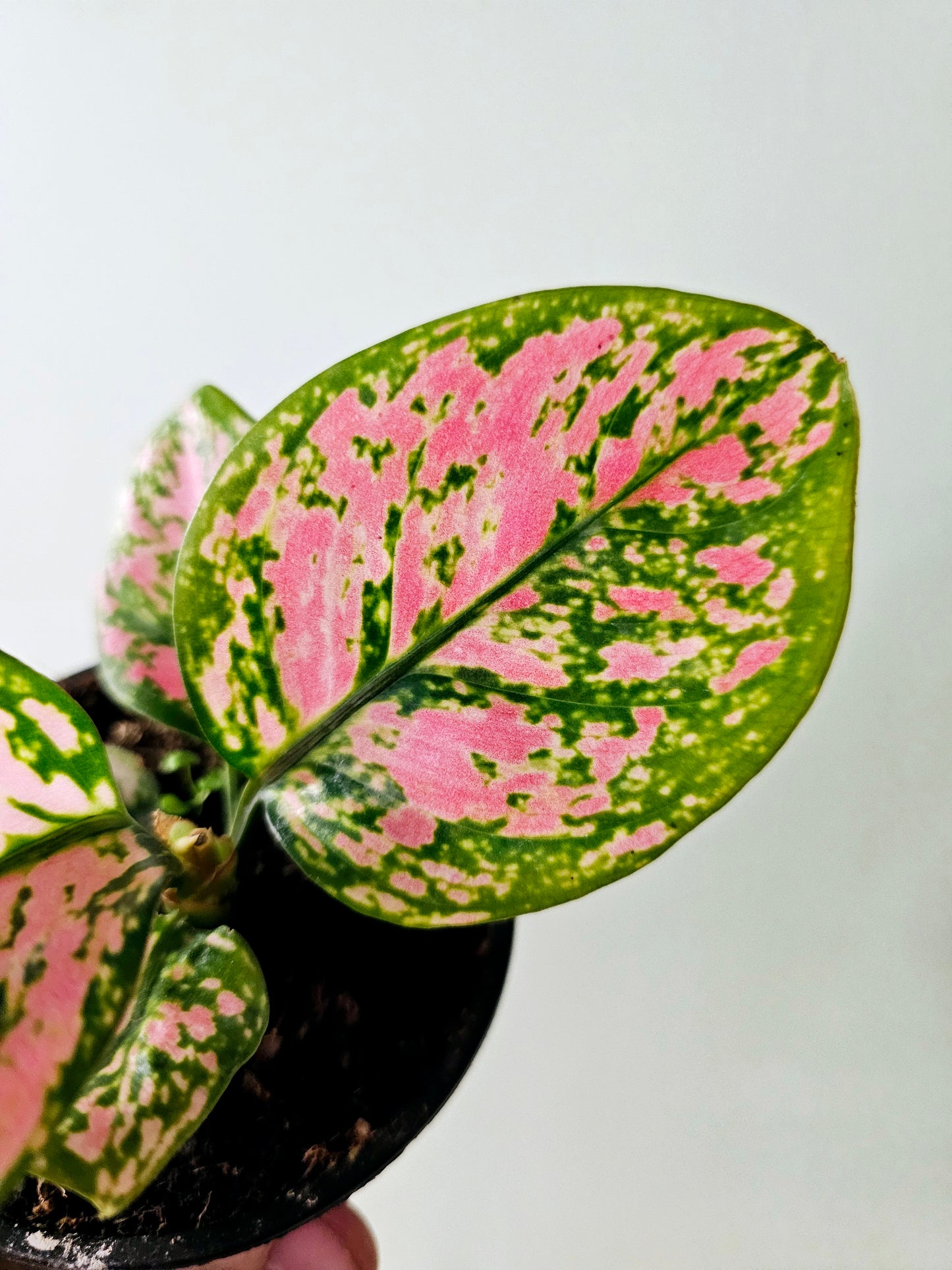 Aglaonema 'Ruby Ray' 4"