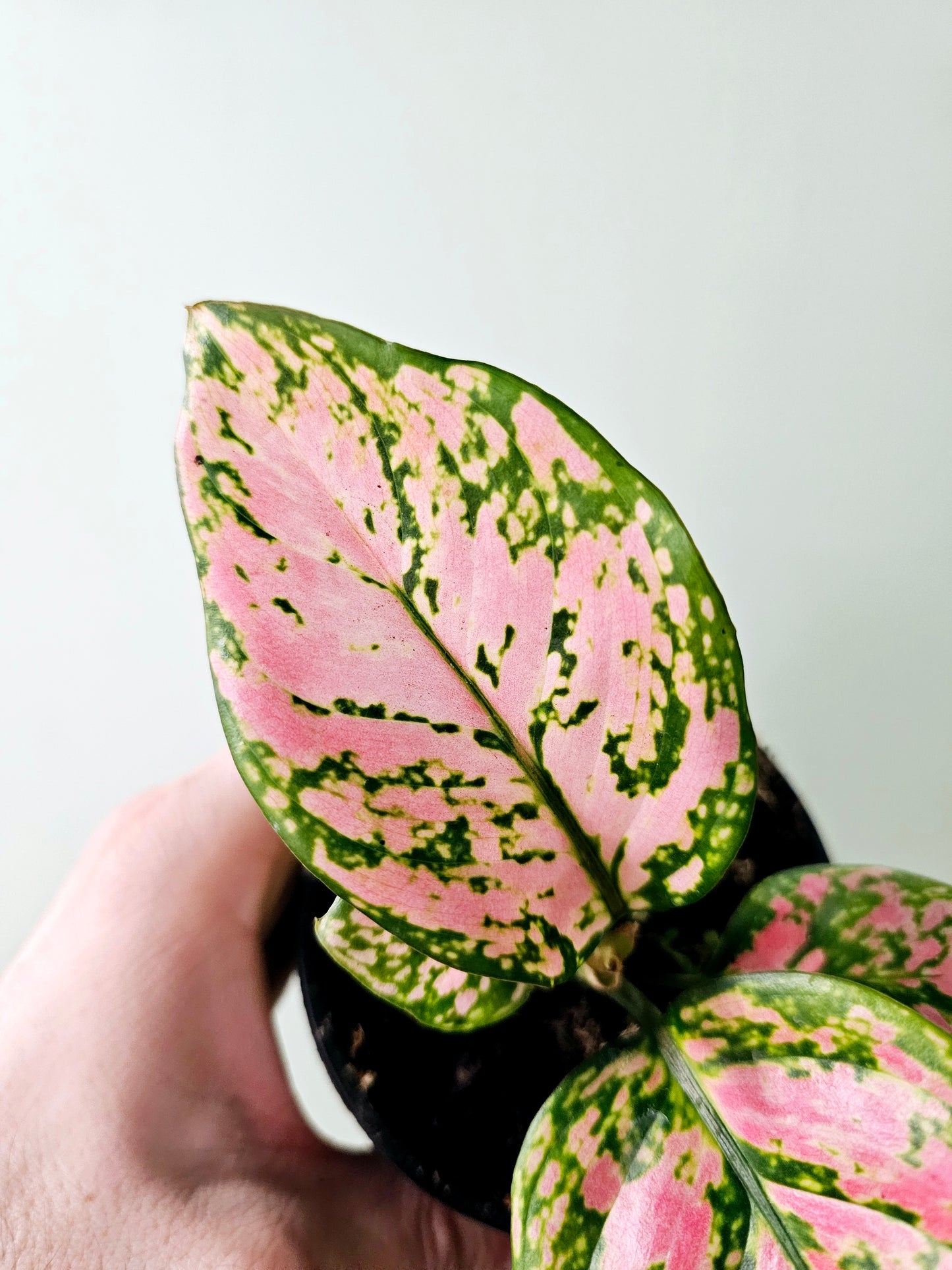 Aglaonema 'Ruby Ray' 4"