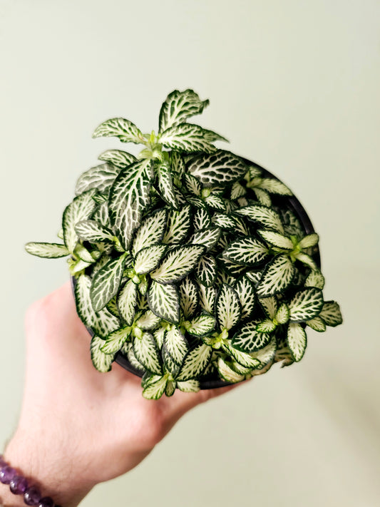 Fittonia albivenis 'White Forest Flame' 4"