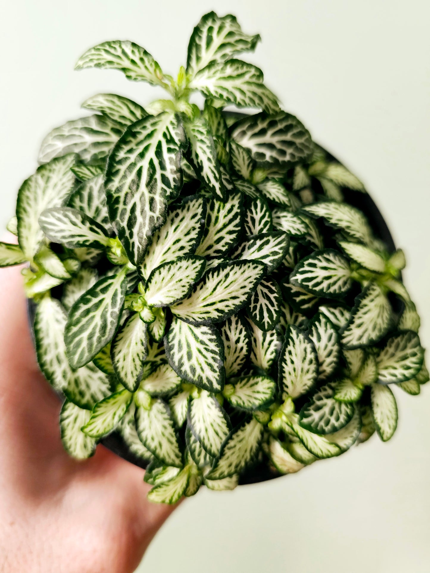 Fittonia albivenis 'White Forest Flame' 4"