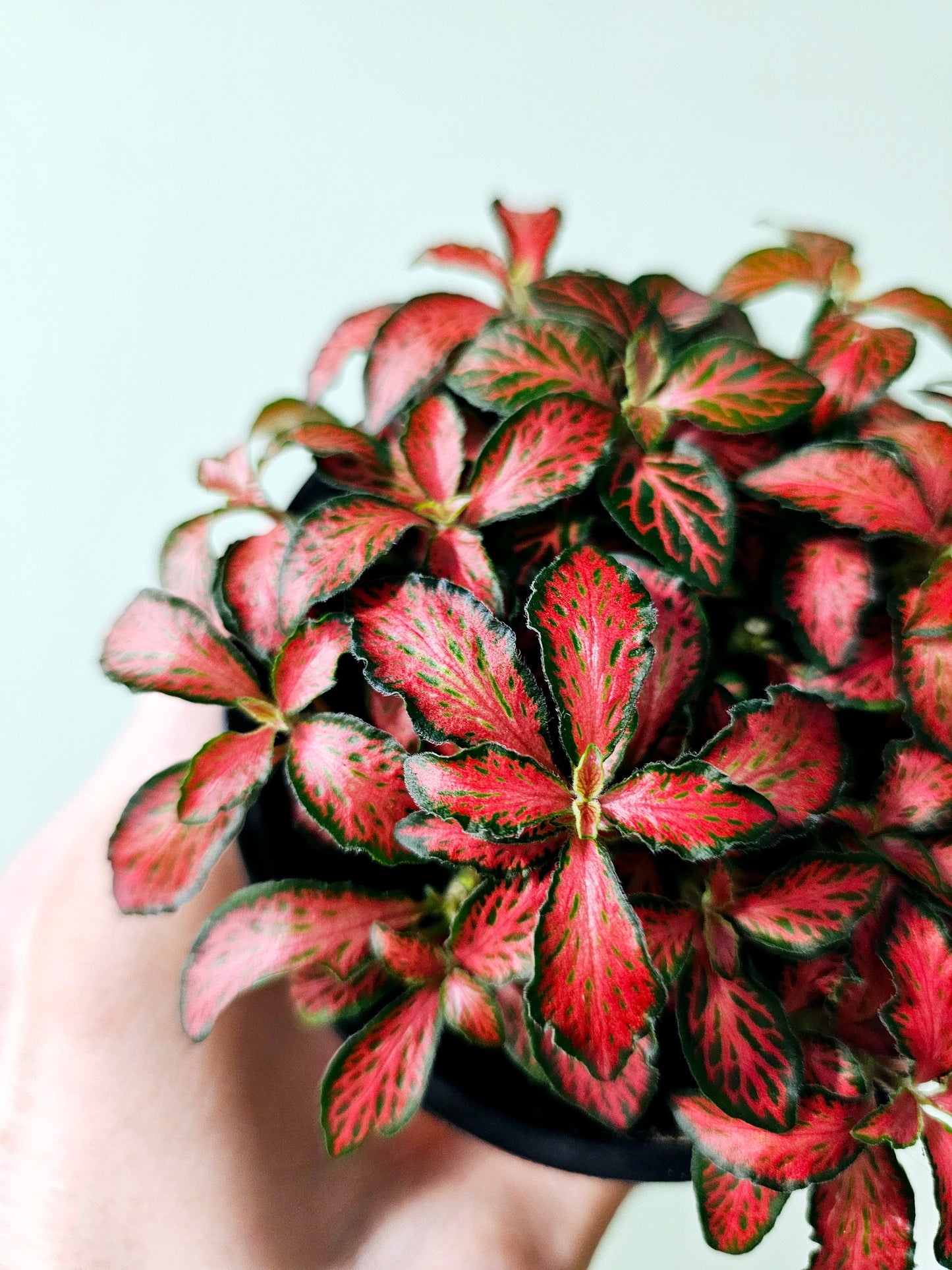 Fittonia albivenis 'Red Forest Flame' 4"