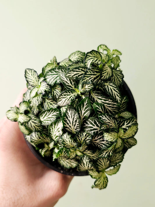 Fittonia albivenis 'White Tiger' 4"