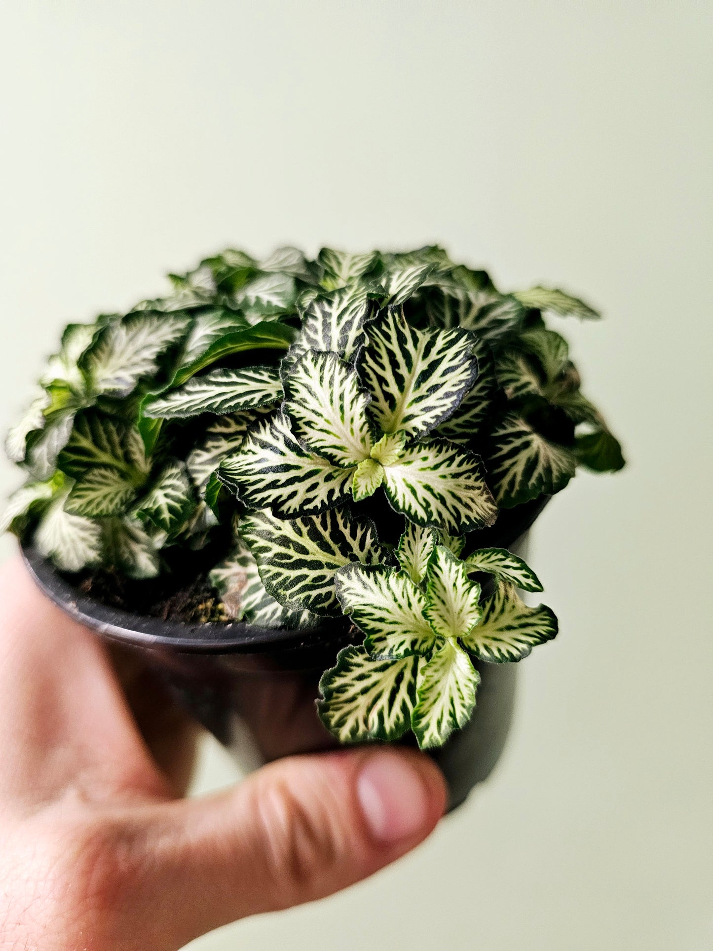 Fittonia albivenis 'White Tiger' 4"