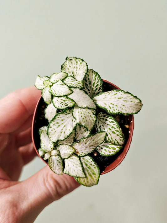 Fittonia albivenis cv. Mini White Narrow Leaves 2"