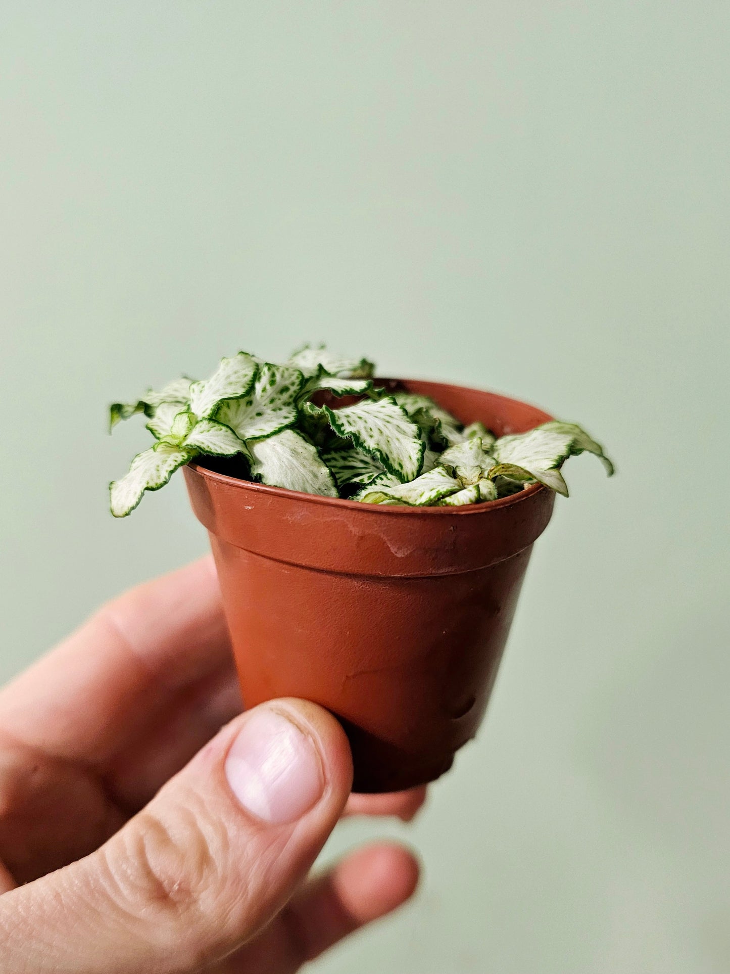 Fittonia albivenis cv. Mini White Narrow Leaves 2"