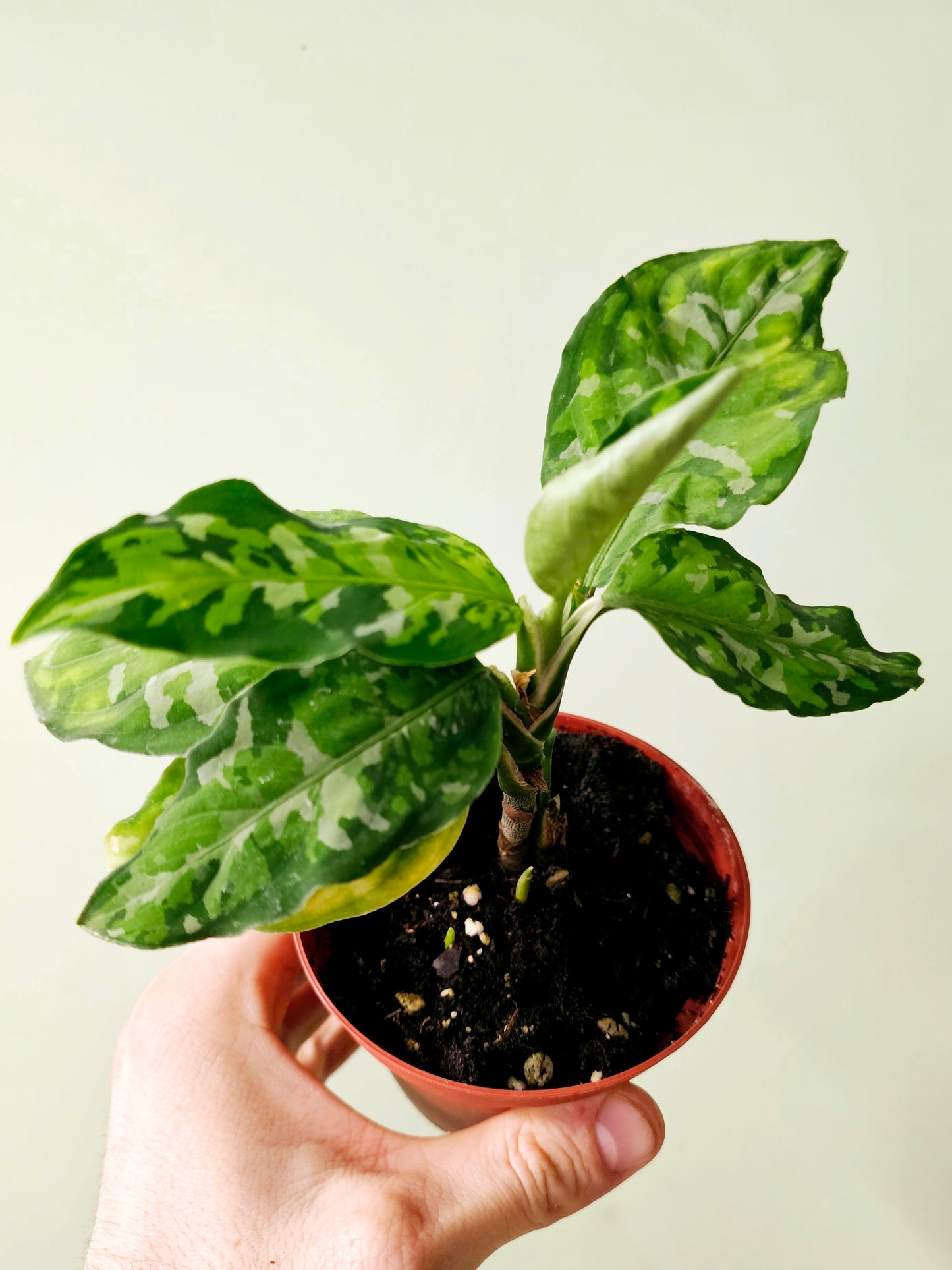 Aglaonema pictum 'Tricolor' 4"