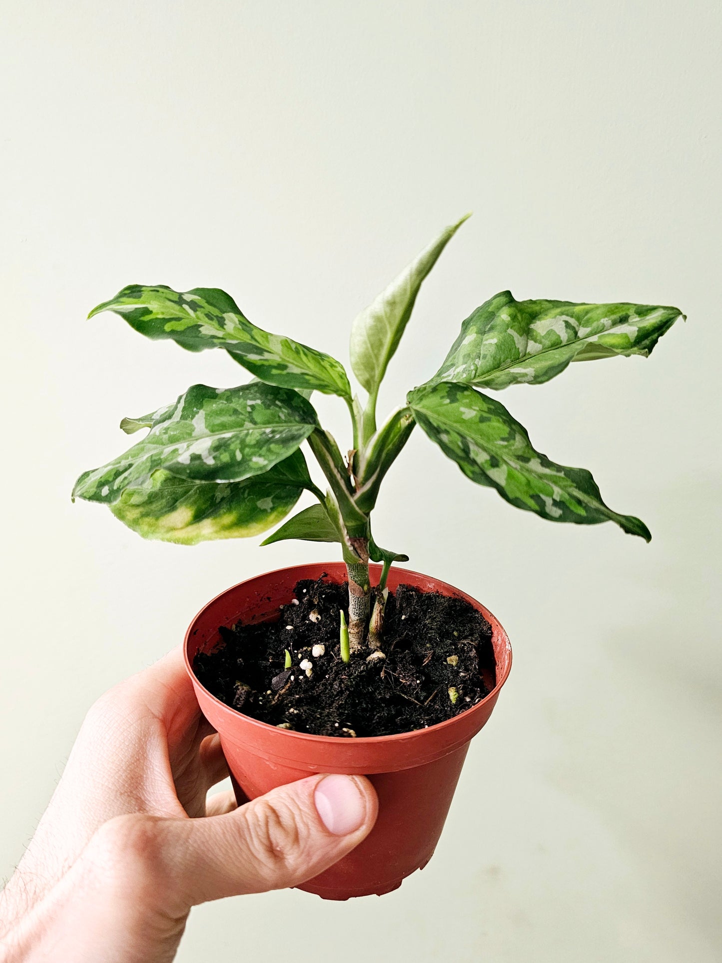 Aglaonema pictum 'Tricolor' 4"