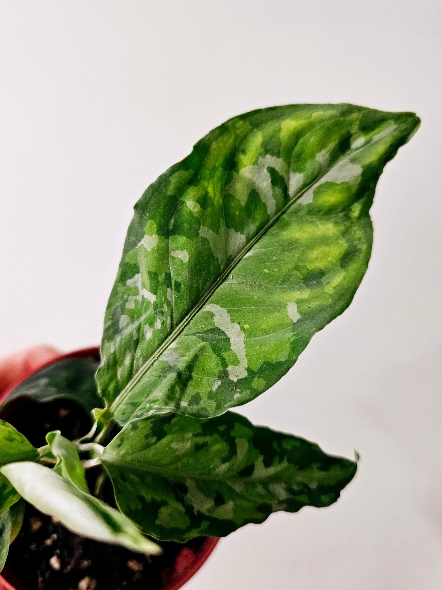 Aglaonema pictum 'Tricolor' 4"