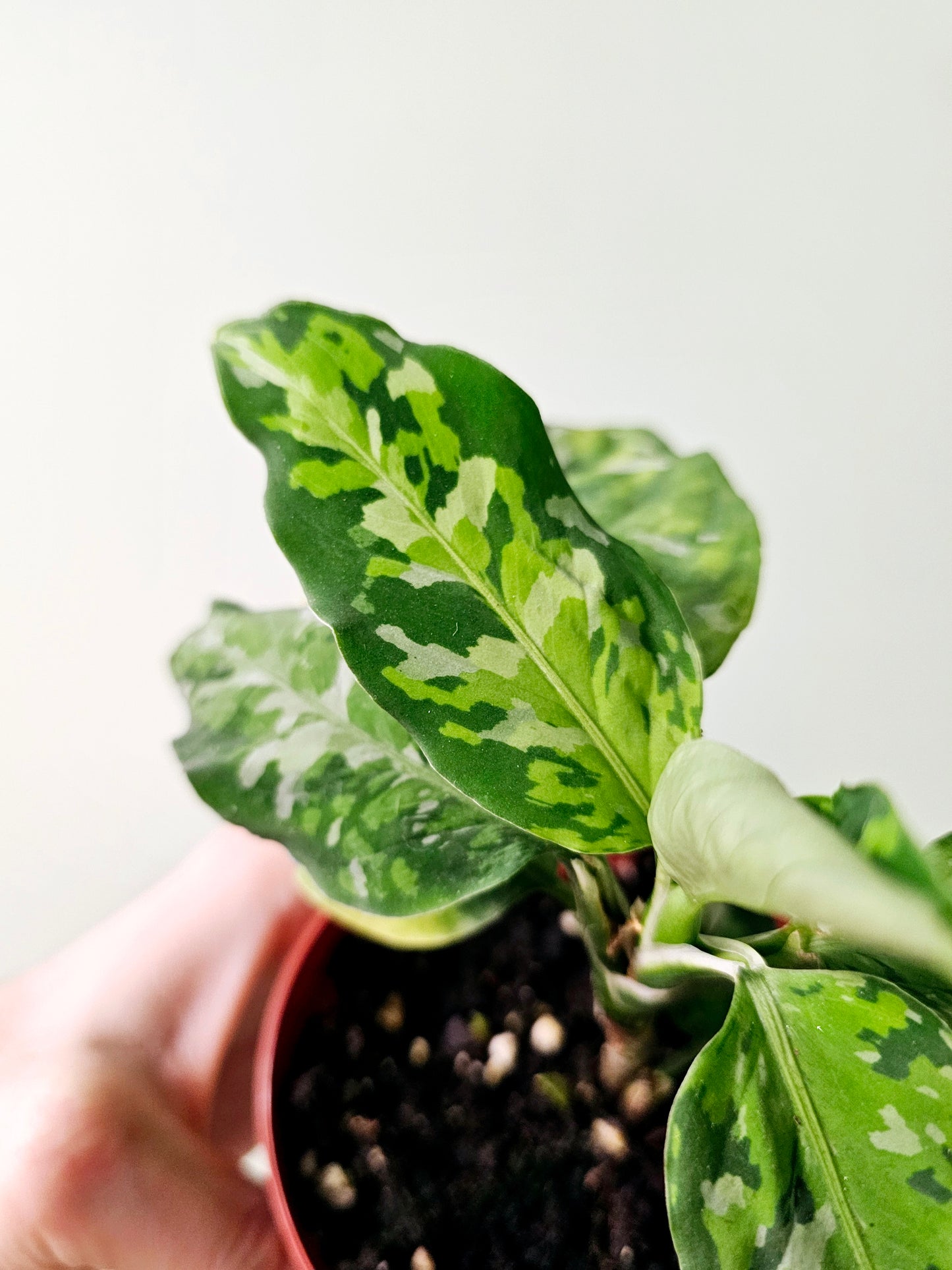 Aglaonema pictum 'Tricolor' 4"