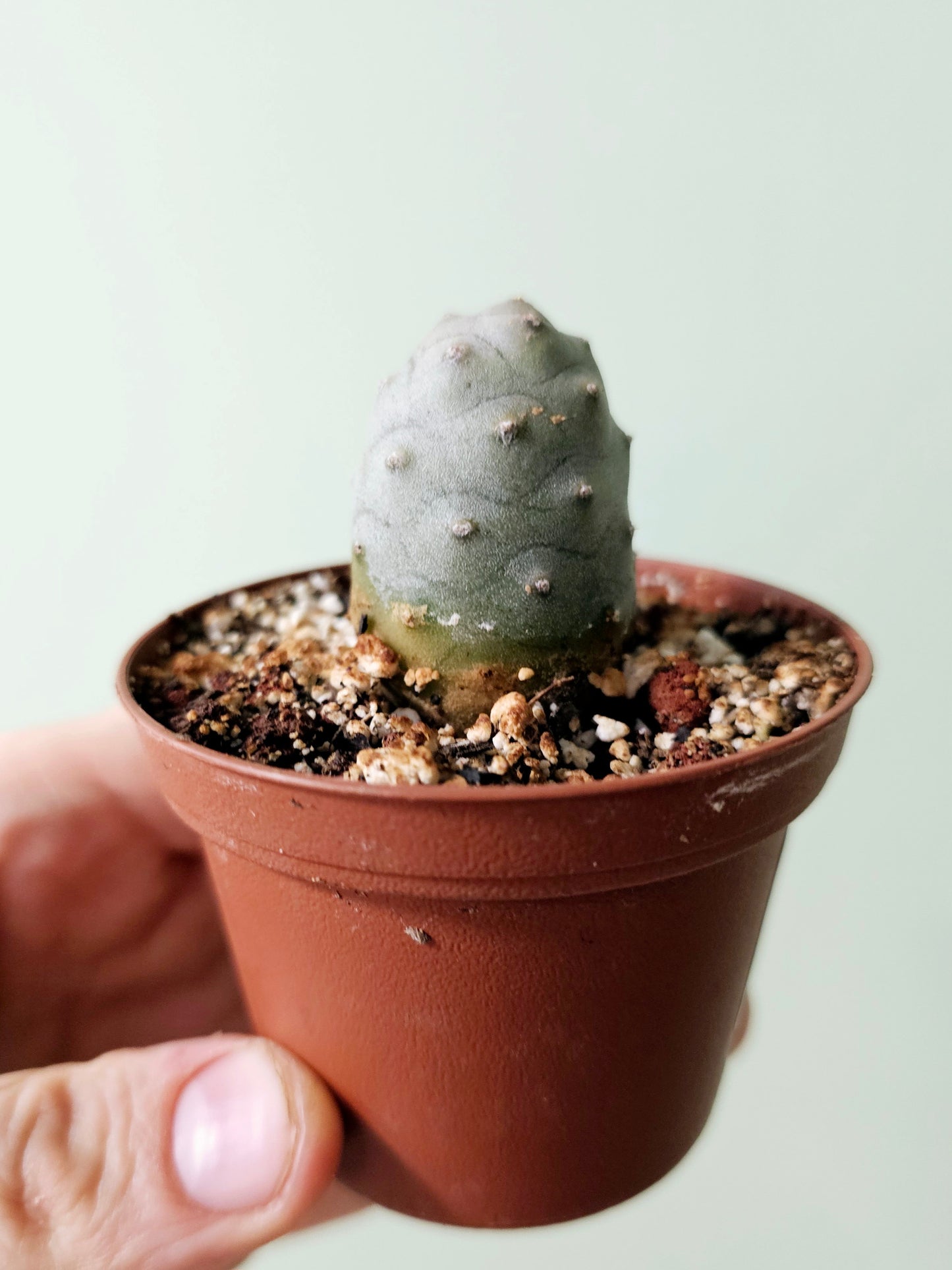 Tephrocactus articulatus var. inermis "Pine Cone Cactus" 3"