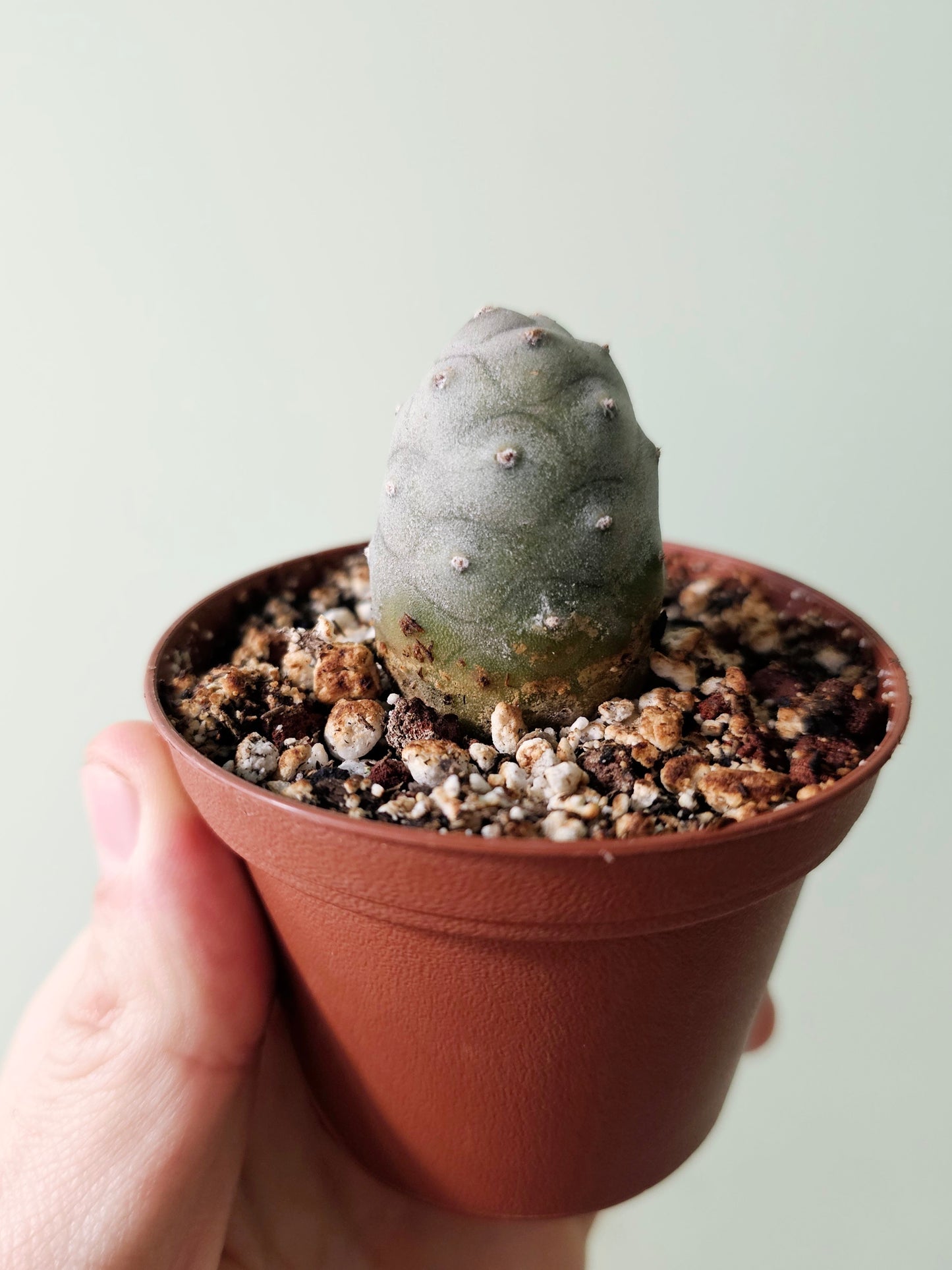 Tephrocactus articulatus var. inermis "Pine Cone Cactus" 3"