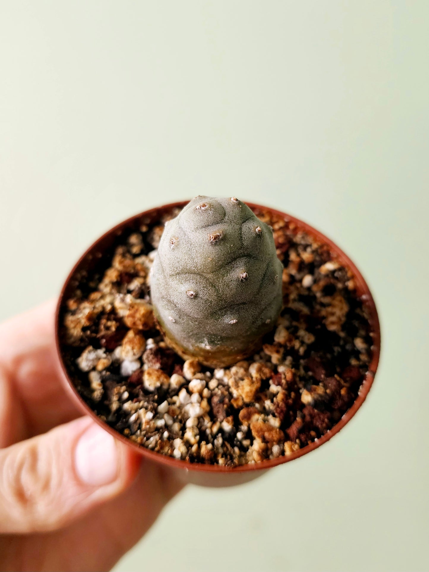 Tephrocactus articulatus var. inermis "Pine Cone Cactus" 3"