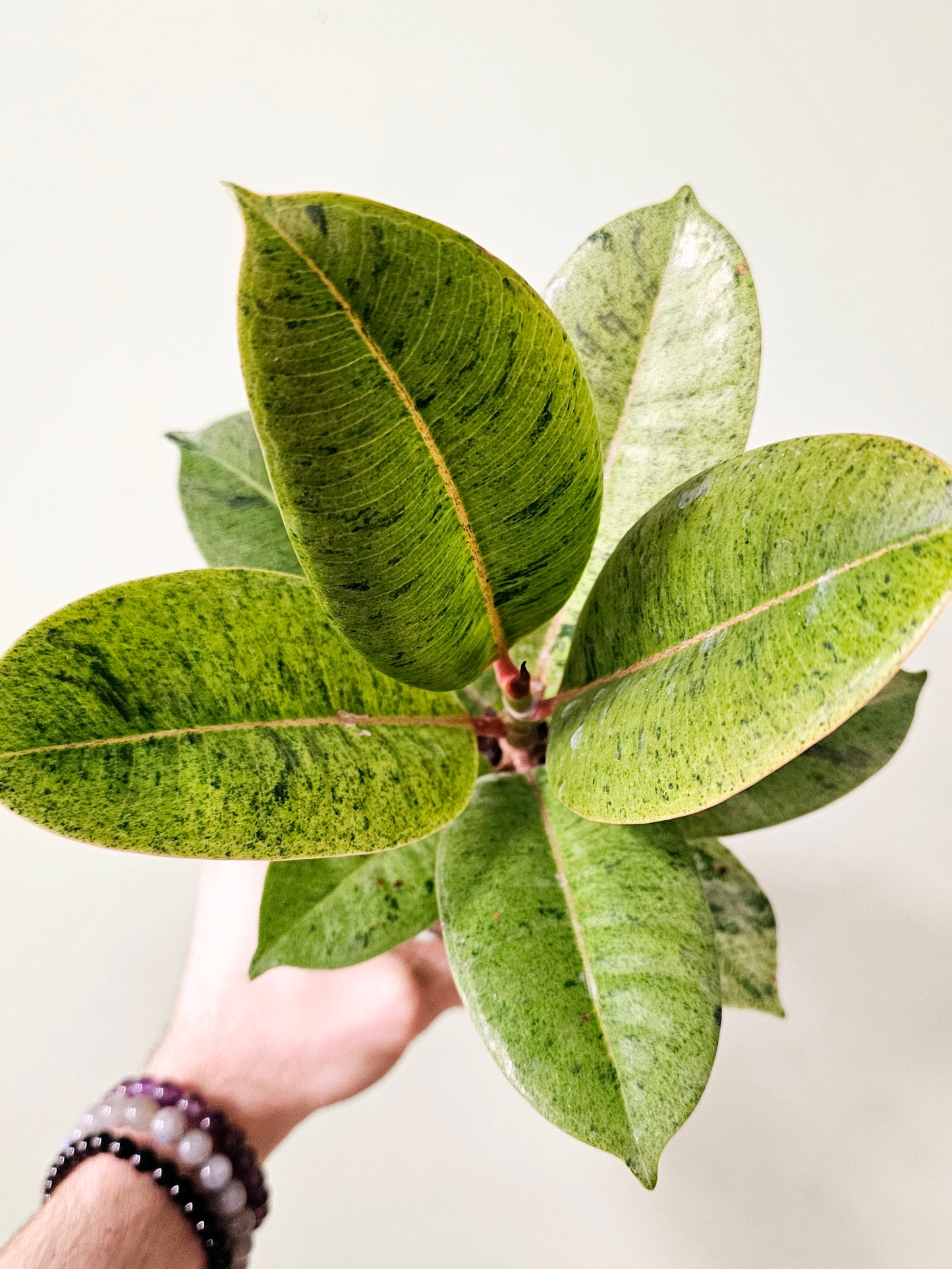 Ficus 'Shivereana' Moonshine 4"