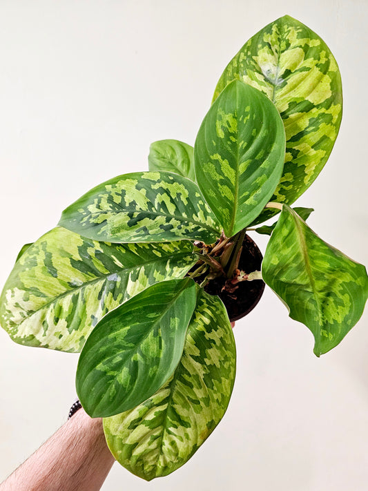 Homalomena 'Camouflage' 4"
