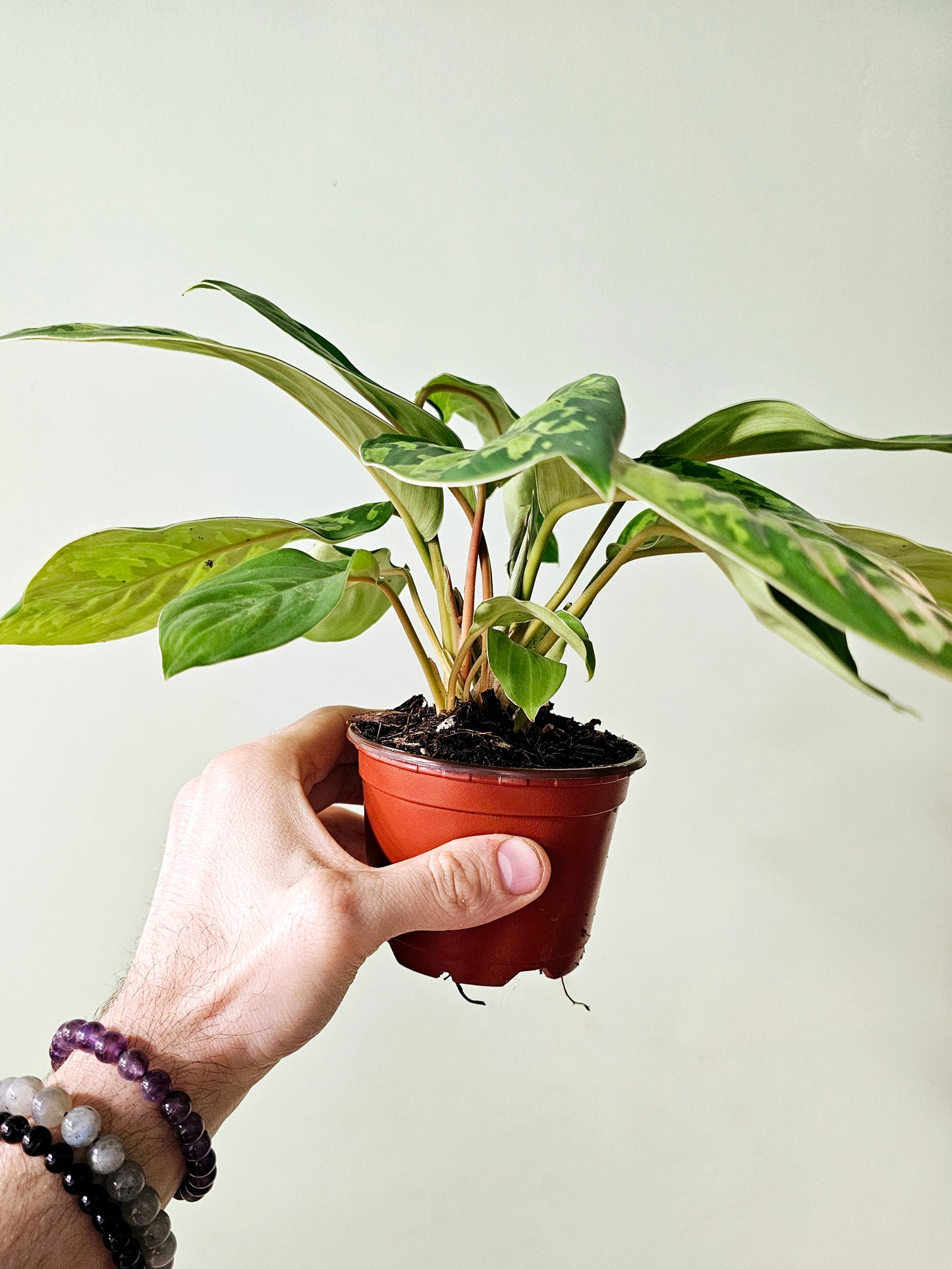 Homalomena 'Camouflage' 4"