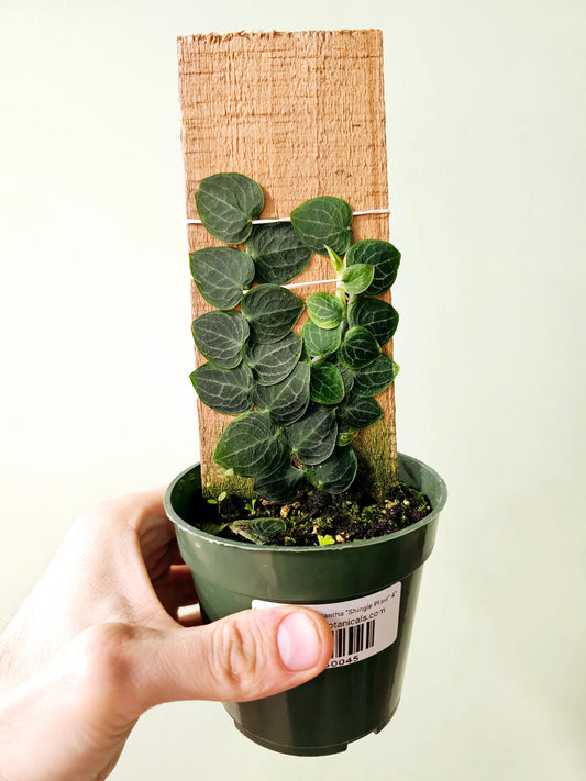 Raphidophora cryptantha "Shingle Plant" 4" on Plank