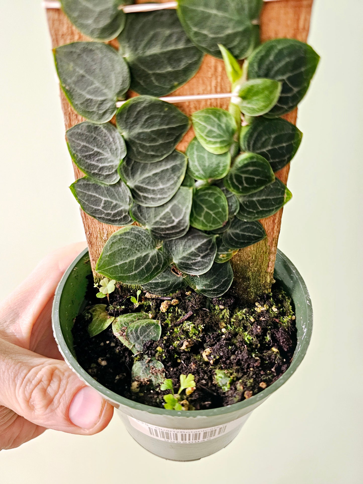 Raphidophora cryptantha "Shingle Plant" 4" on Plank