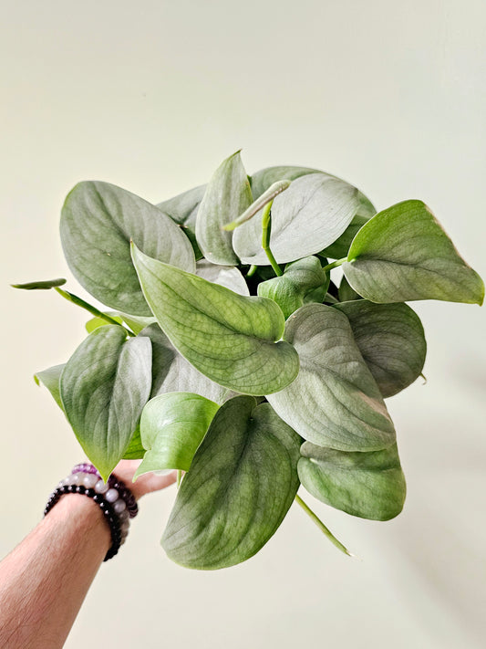 Scindapsus pictus 'Platinum' 6"