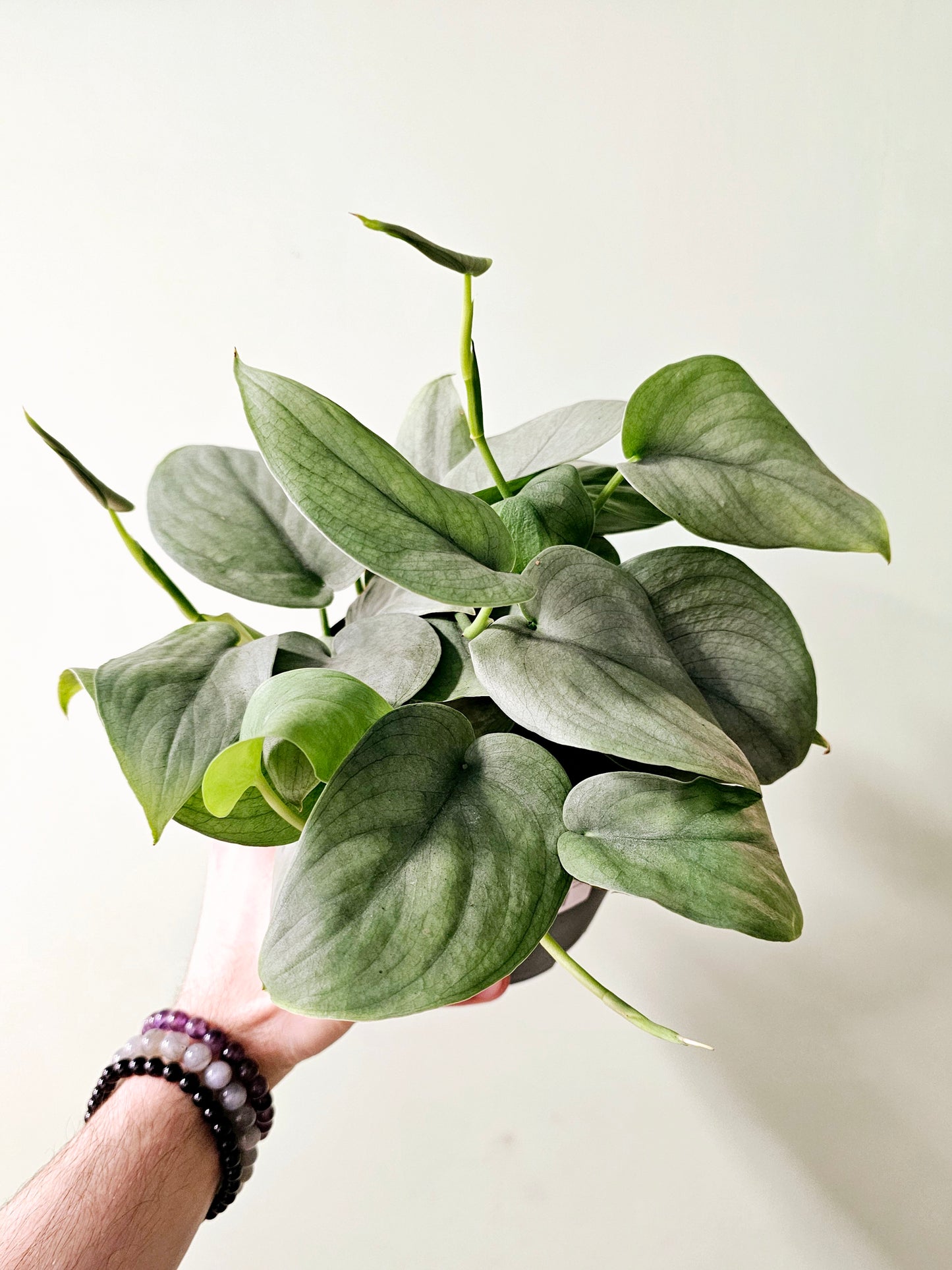 Scindapsus pictus 'Platinum' 6"