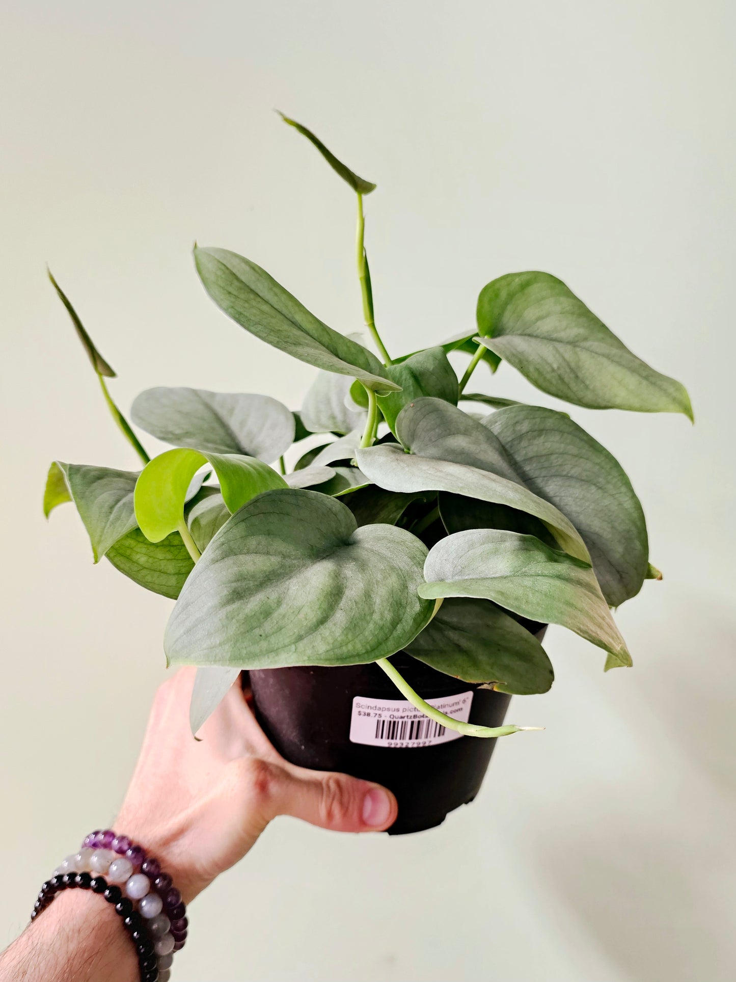 Scindapsus pictus 'Platinum' 6"