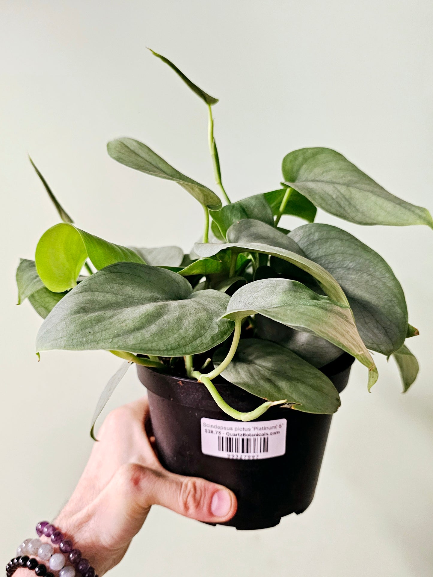 Scindapsus pictus 'Platinum' 6"