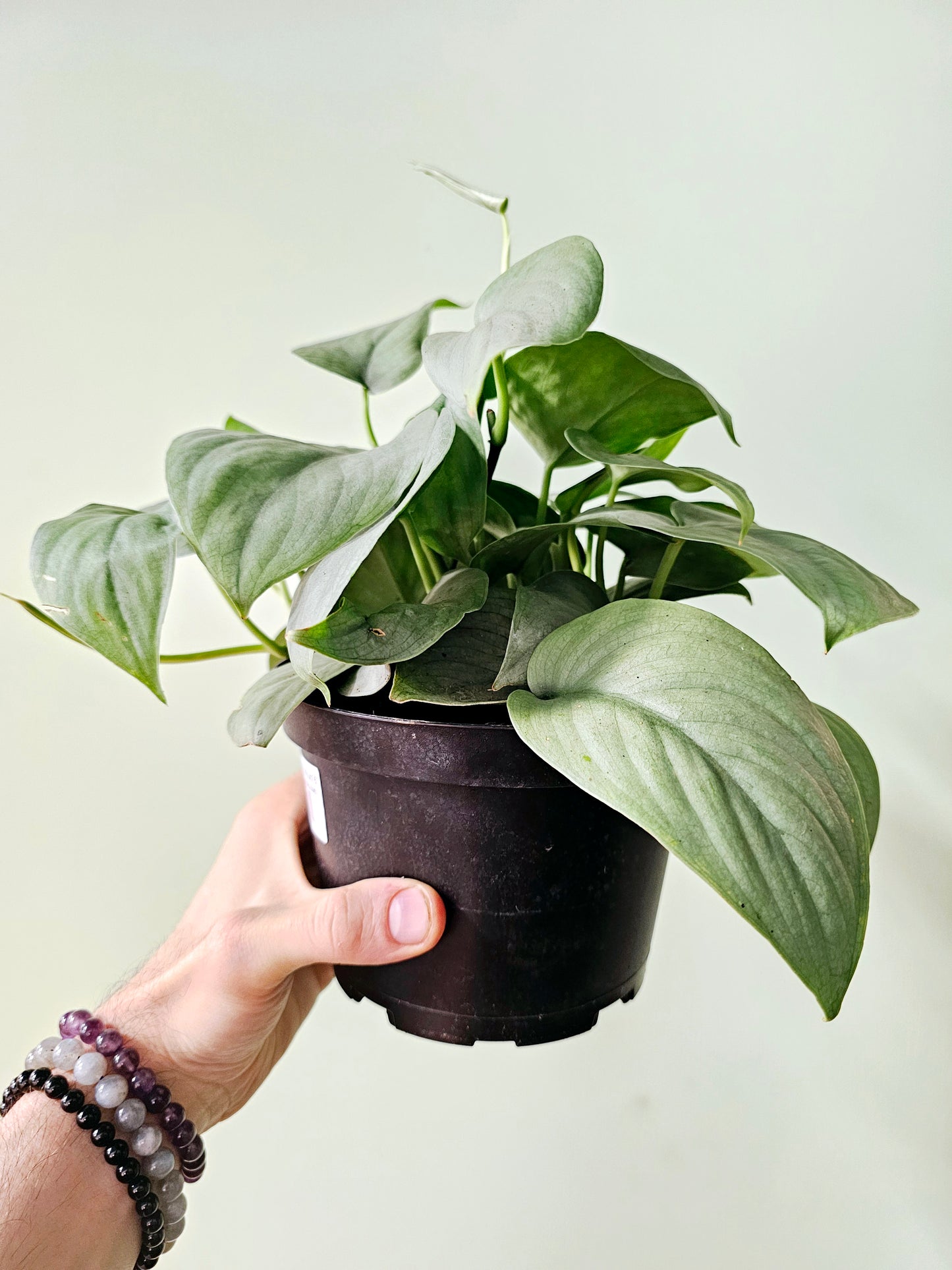 Scindapsus pictus 'Platinum' 6"