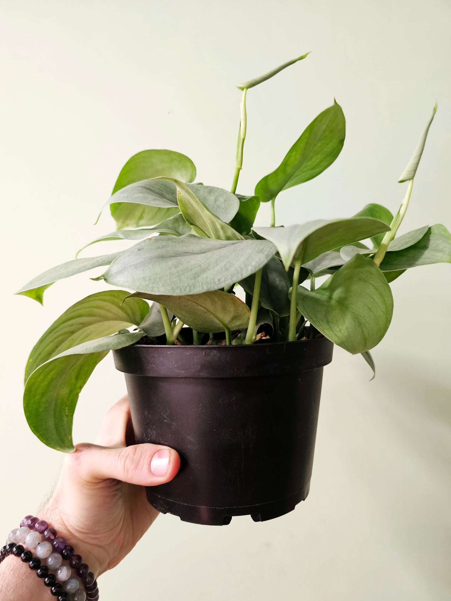 Scindapsus pictus 'Platinum' 6"