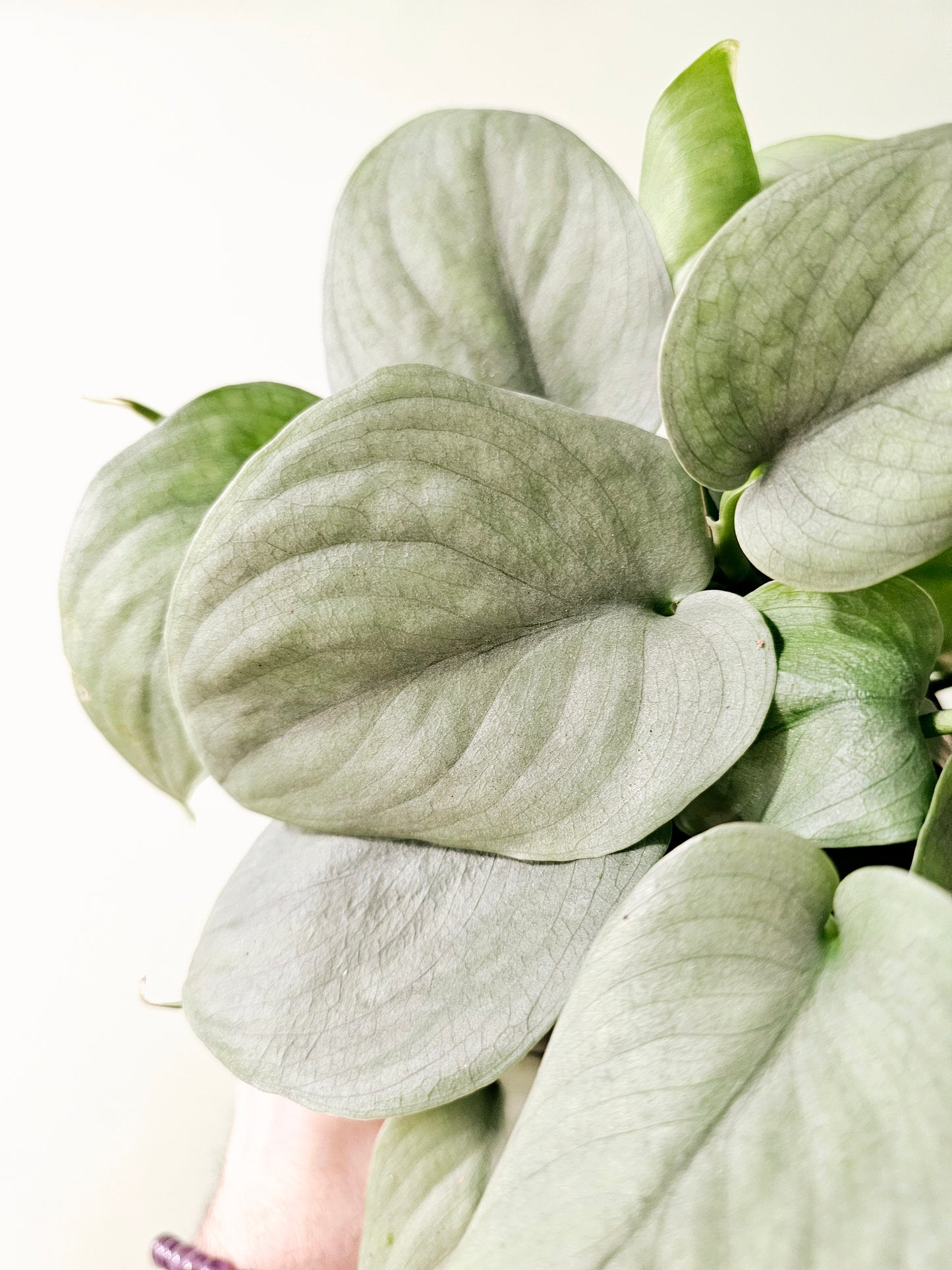 Scindapsus pictus 'Platinum' 6"