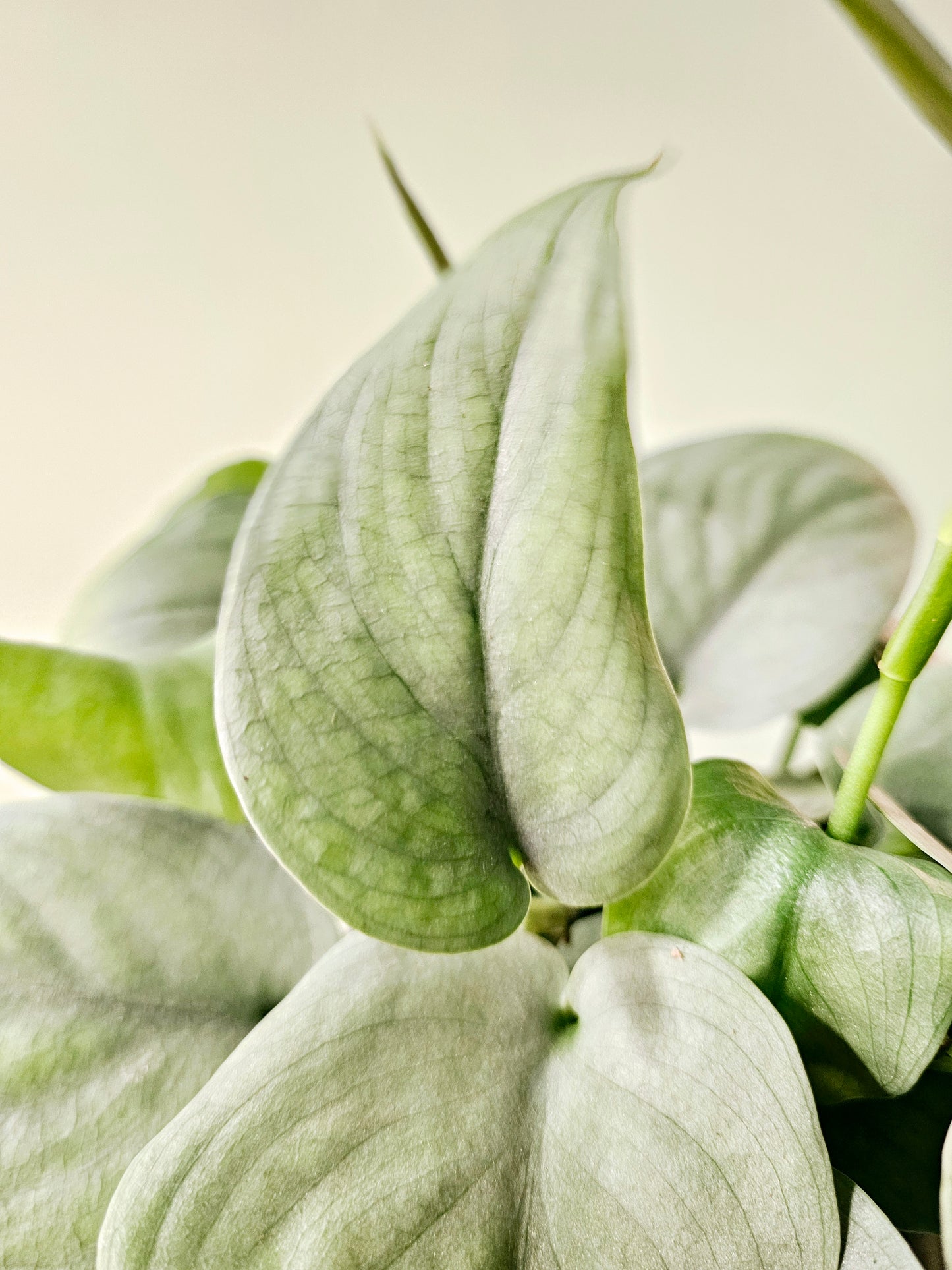 Scindapsus pictus 'Platinum' 6"