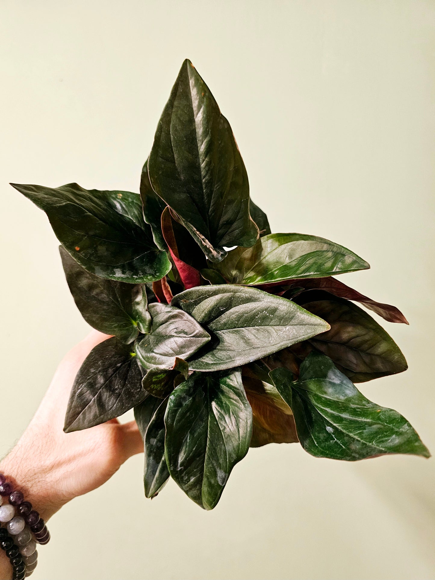 Syngonium erythrophyllum 'Llano Carti Road' Red Arrow 4"