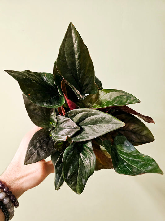 Syngonium erythrophyllum 'Llano Carti Road' Red Arrow 4"