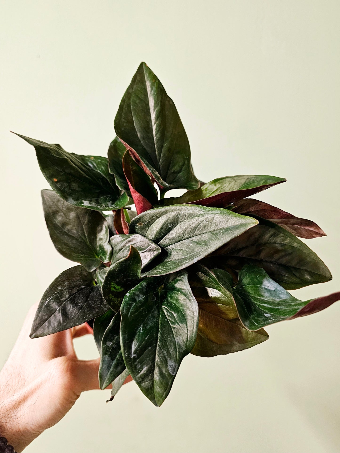 Syngonium erythrophyllum 'Llano Carti Road' Red Arrow 4"