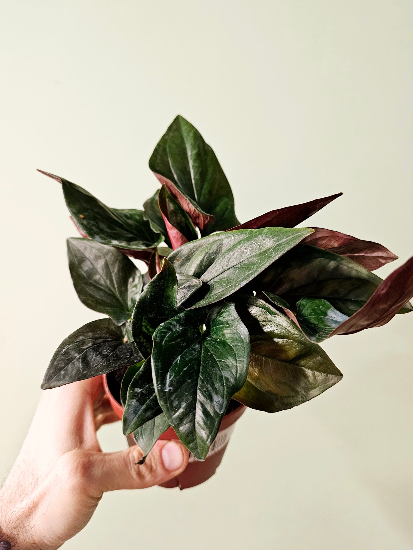 Syngonium erythrophyllum 'Llano Carti Road' Red Arrow 4"