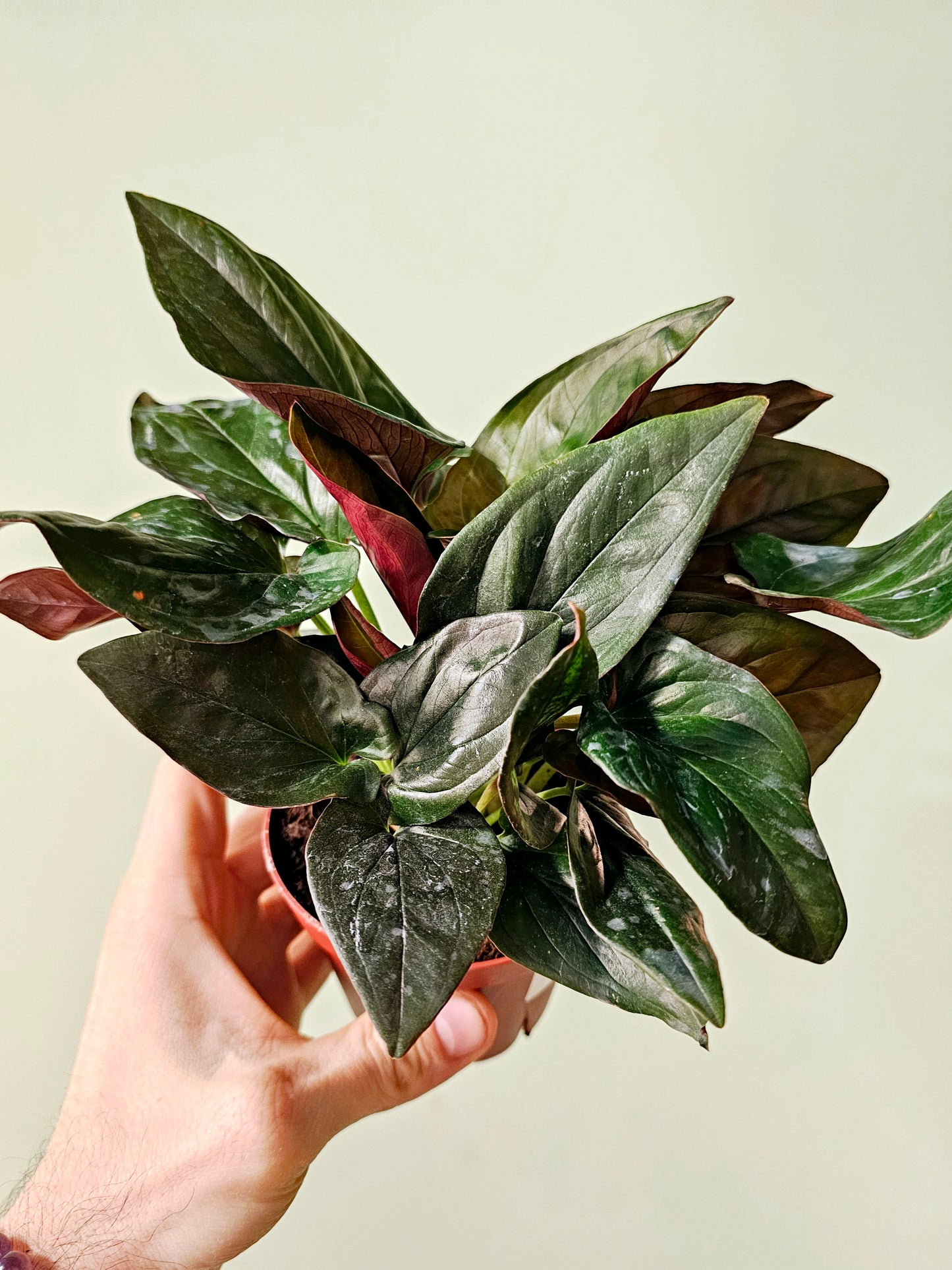 Syngonium erythrophyllum 'Llano Carti Road' Red Arrow 4"