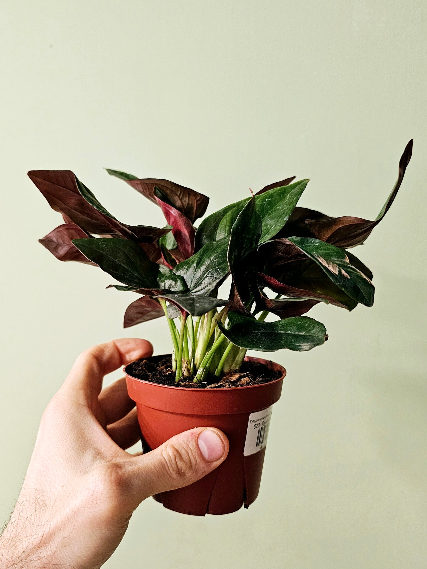 Syngonium erythrophyllum 'Llano Carti Road' Red Arrow 4"