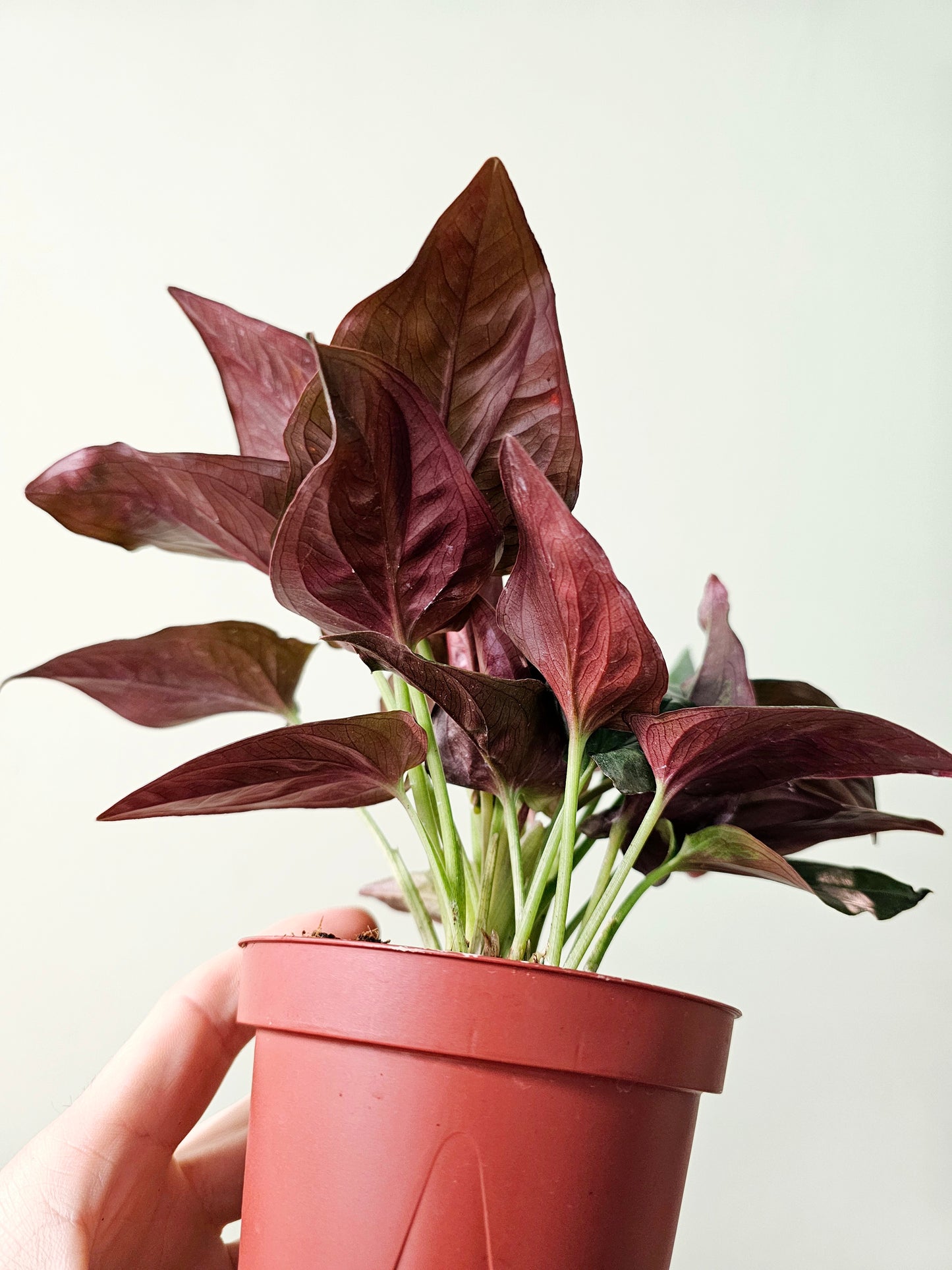 Syngonium erythrophyllum 'Llano Carti Road' Red Arrow 4"