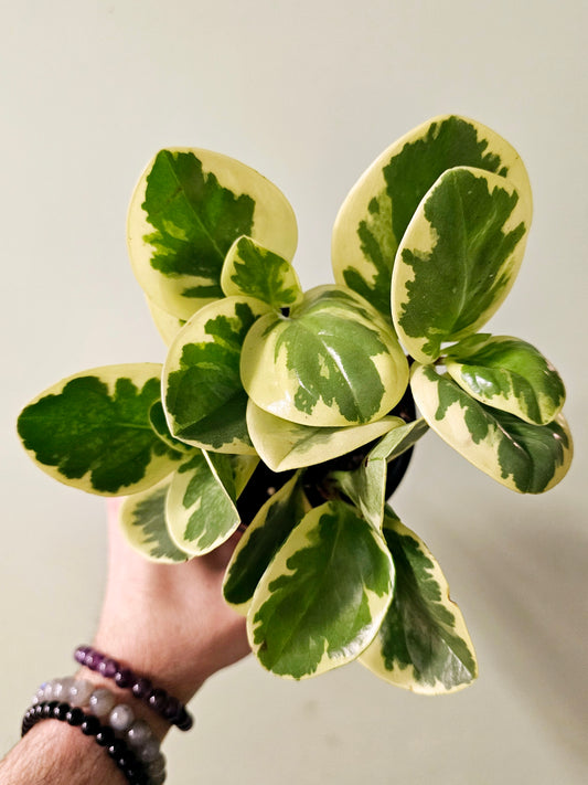 Peperomia obtusifolia 'Citrus Twist' 4”